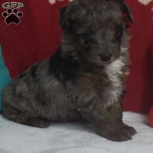 Sasha, Aussiedoodle Puppy