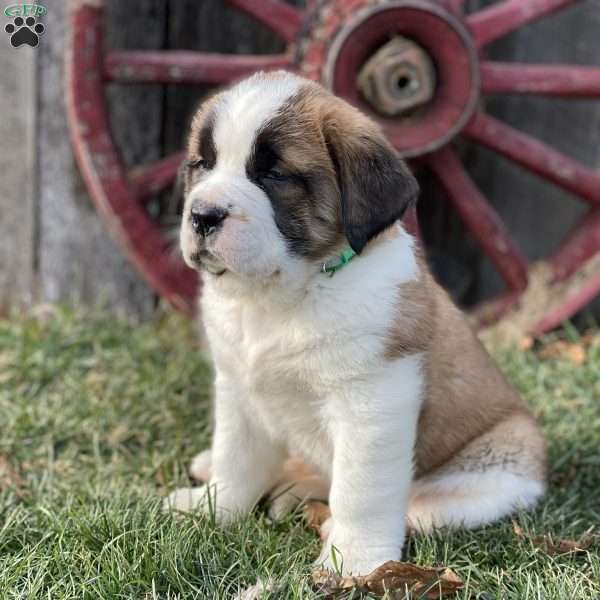 Bubbles, Saint Bernard Puppy