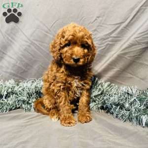 Marshall, Mini Goldendoodle Puppy