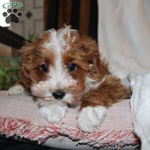 Timothy, Mini Goldendoodle Puppy