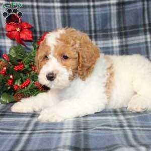 Sprinkles, Mini Goldendoodle Puppy