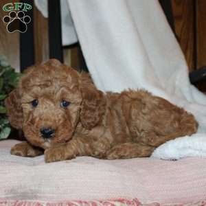 Laura, Mini Goldendoodle Puppy