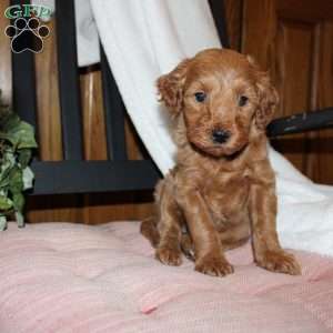 Lindsey, Mini Goldendoodle Puppy