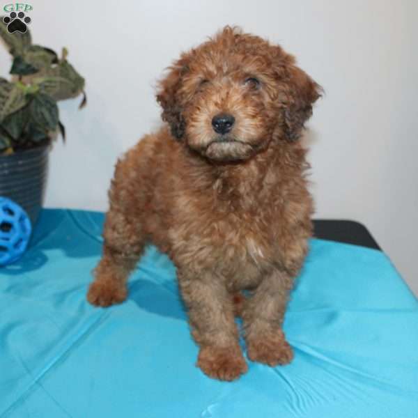 Allen, Mini Whoodle Puppy