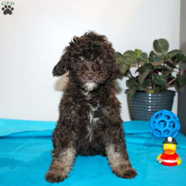 Kendra, Mini Labradoodle Puppy