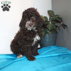 Kat, Mini Labradoodle Puppy