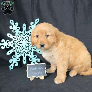 Madison, Miniature Golden Retriever Puppy