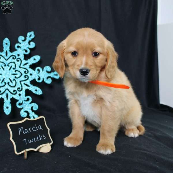 Marcia, Miniature Golden Retriever Puppy