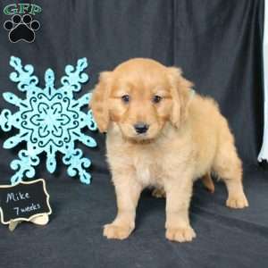 Mike, Miniature Golden Retriever Puppy