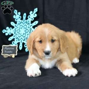 Monroe, Miniature Golden Retriever Puppy