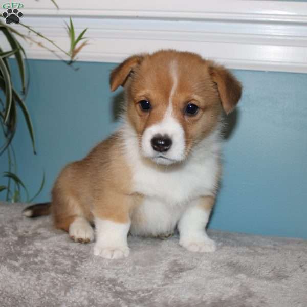 Blaze, Pembroke Welsh Corgi Puppy