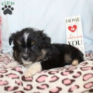 Larry, Miniature Australian Shepherd Puppy