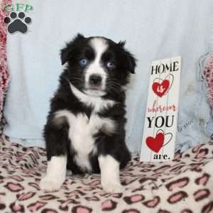 Tracy, Miniature Australian Shepherd Puppy