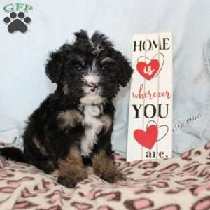 Joy, Mini Bernedoodle Puppy