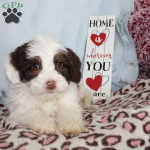 Daisy, Mini Bernedoodle Puppy