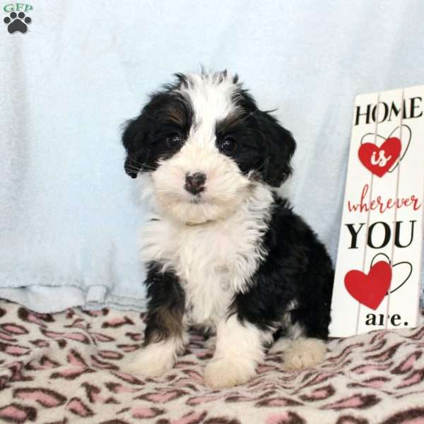 Adam, Mini Bernedoodle Puppy