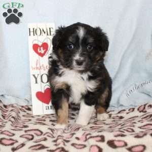 Twila, Miniature Australian Shepherd Puppy