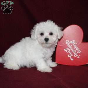 Cooper, Bichon Frise Puppy