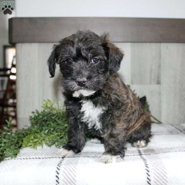 Marcie, Westiepoo Puppy