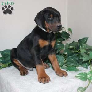 Lonnie, Doberman Pinscher Puppy