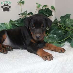 Logan, Doberman Pinscher Puppy