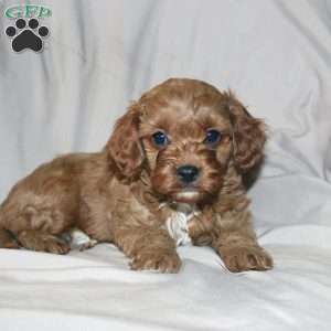 Frank, Cavapoo Puppy