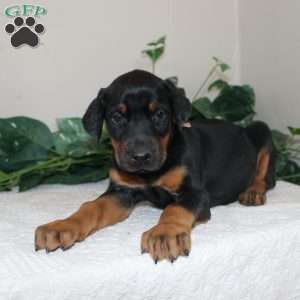 Lindsey, Doberman Pinscher Puppy