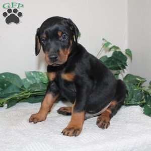 Larry, Doberman Pinscher Puppy