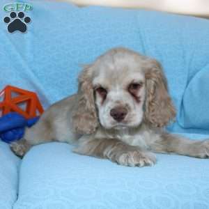 Dancer, Cocker Spaniel Puppy