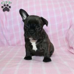 Sheila, French Bulldog Puppy