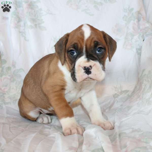 Beauty, Boxer Puppy