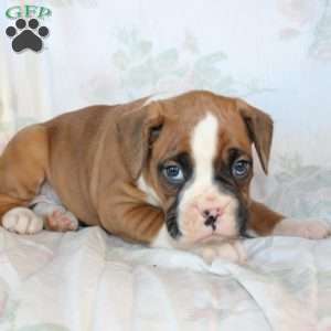 Bentley, Boxer Puppy