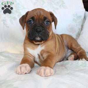 Ben, Boxer Puppy