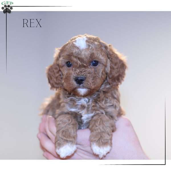 Rex, Cavapoo Puppy