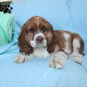 Jolly, Cocker Spaniel Puppy