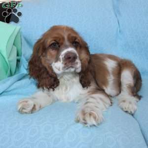 Jolly, Cocker Spaniel Puppy