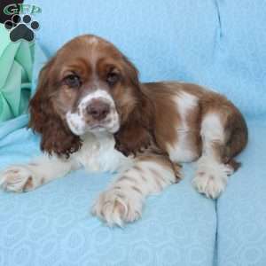 Jolly, Cocker Spaniel Puppy