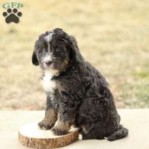 Braden, Mini Bernedoodle Puppy