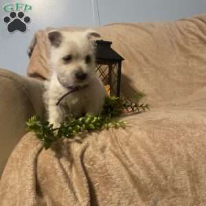 Sadie, West Highland Terrier Puppy