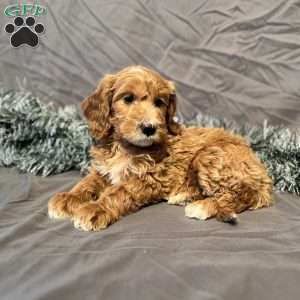 Izzy, Mini Goldendoodle Puppy