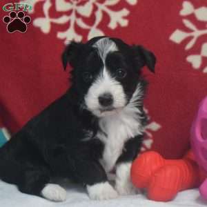 Princess, Aussiedoodle Puppy