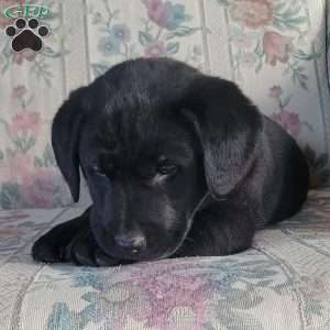 Jimmy, Labrador Mix Puppy