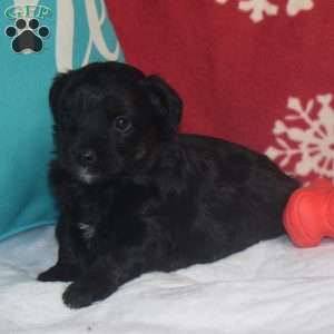 Quincy, Aussiedoodle Puppy