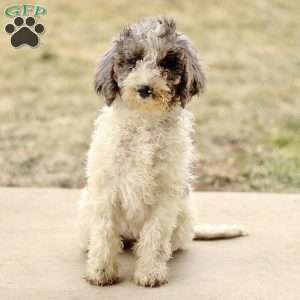 Audrey, Mini Sheepadoodle Puppy