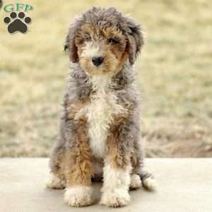 Alexa, Mini Sheepadoodle Puppy