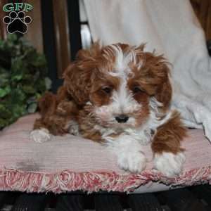 Timothy, Mini Goldendoodle Puppy