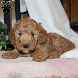 Laura, Mini Goldendoodle Puppy