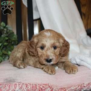 Lilly, Mini Goldendoodle Puppy