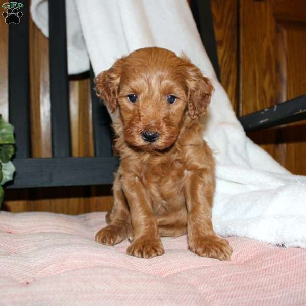 Lindsey, Mini Goldendoodle Puppy