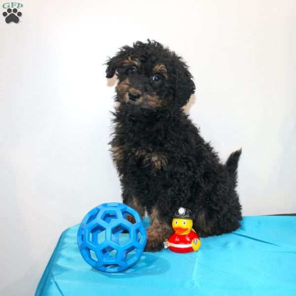 Annie, Mini Whoodle Puppy